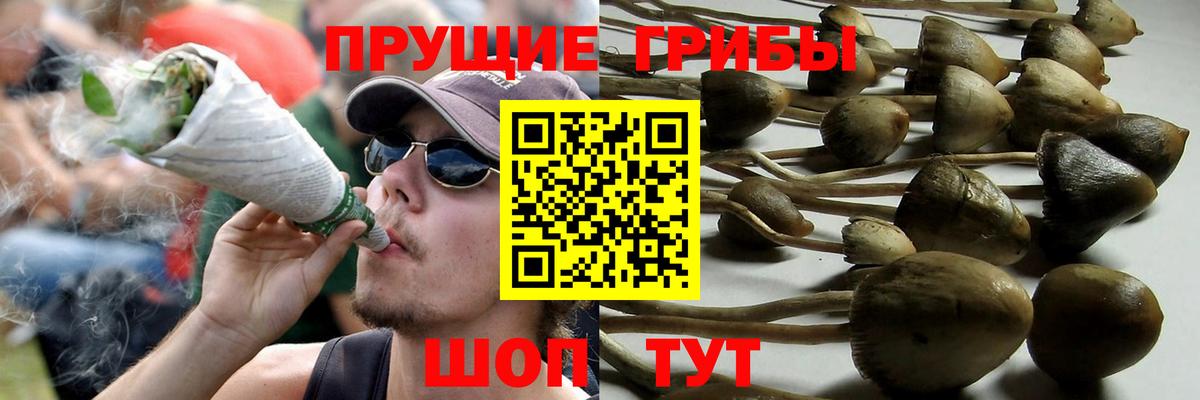 Псилоцибиновые грибы Psilocybine cubensis  Вход с VPN  Псилоцибиновые грибы Psilocybe  Клинцы 